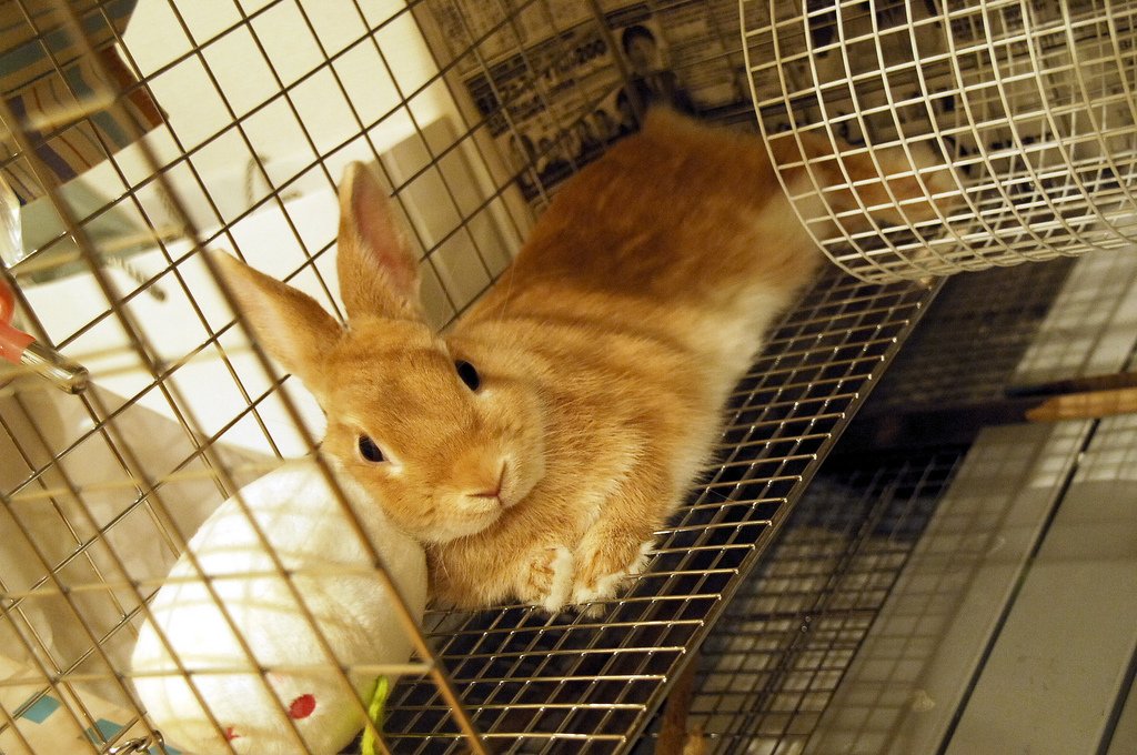 来週、うさぎがうちに来ます！