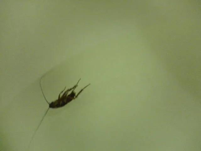 タイ旅行の写真12