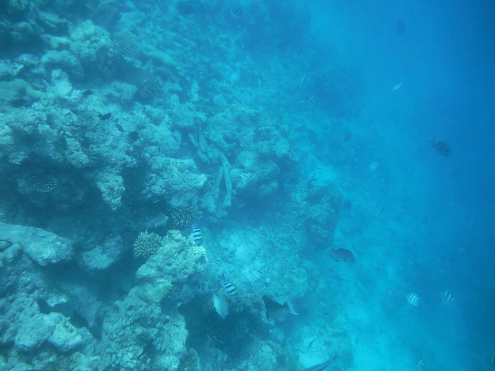 島の近くのシュノーケリング