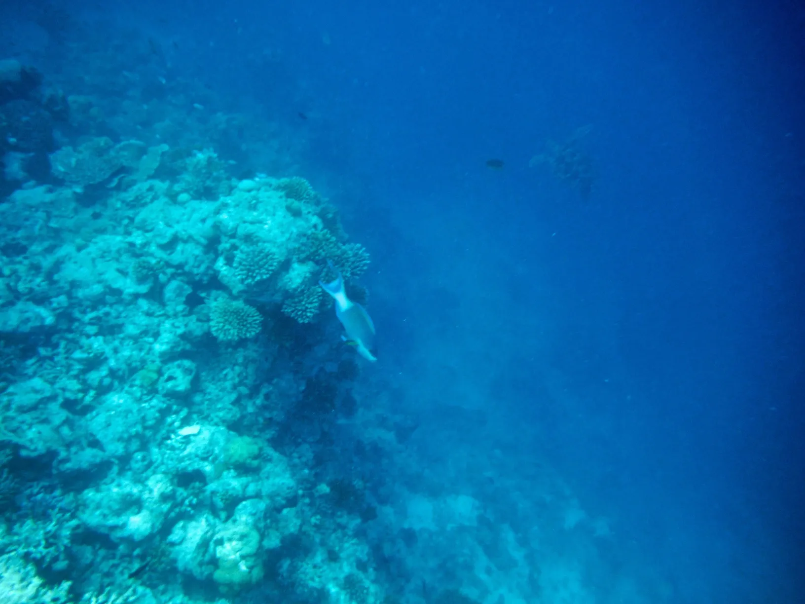 海中の珊瑚と魚