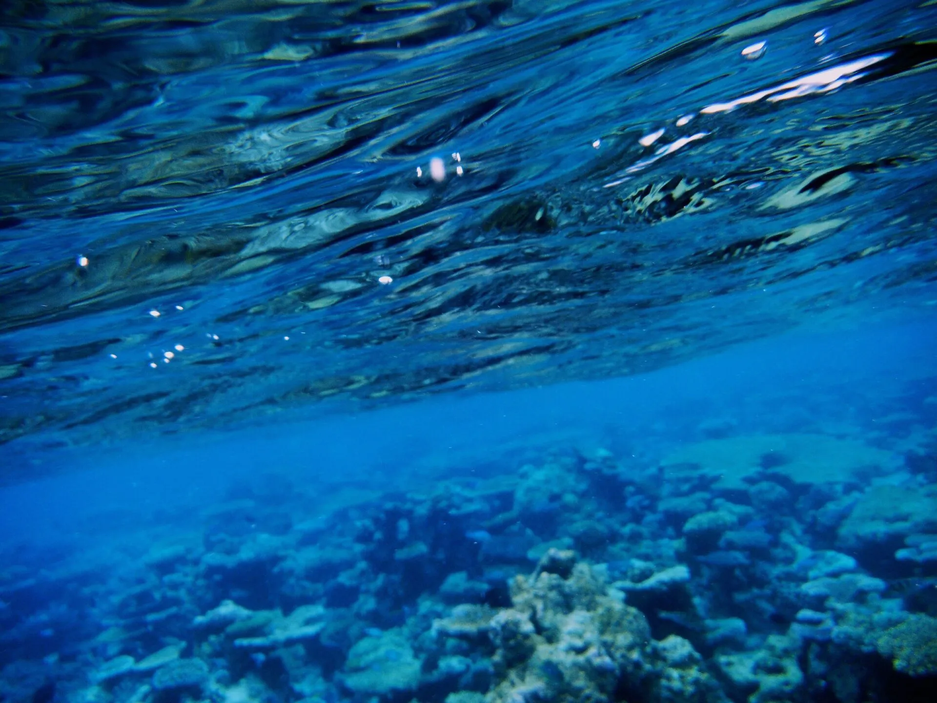 どこまでも続く珊瑚礁