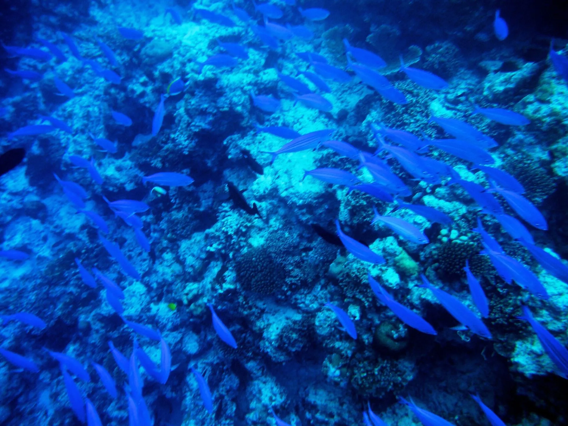 ボートで行ったシュノーケリングスポット