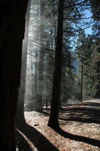 Yosemite国立公園に行ってきました