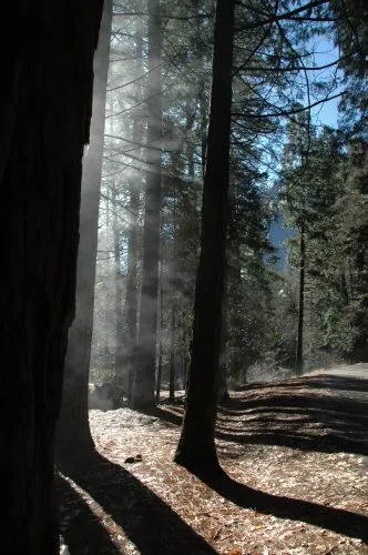 Yosemite国立公園に行ってきました