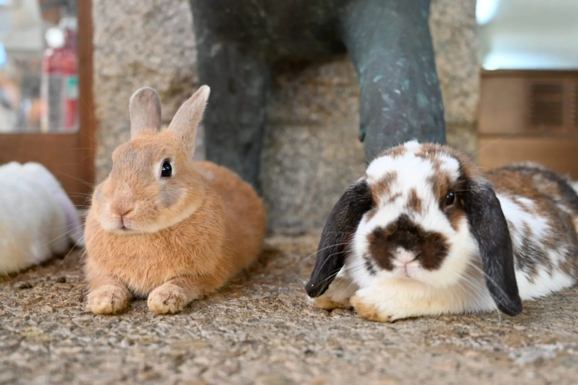 金沢で見つけたかわいい置物
