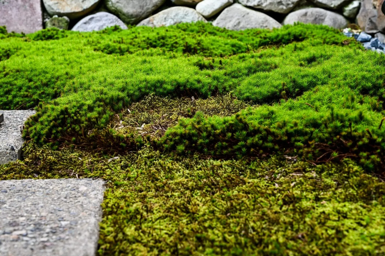 苔の美しい庭園
