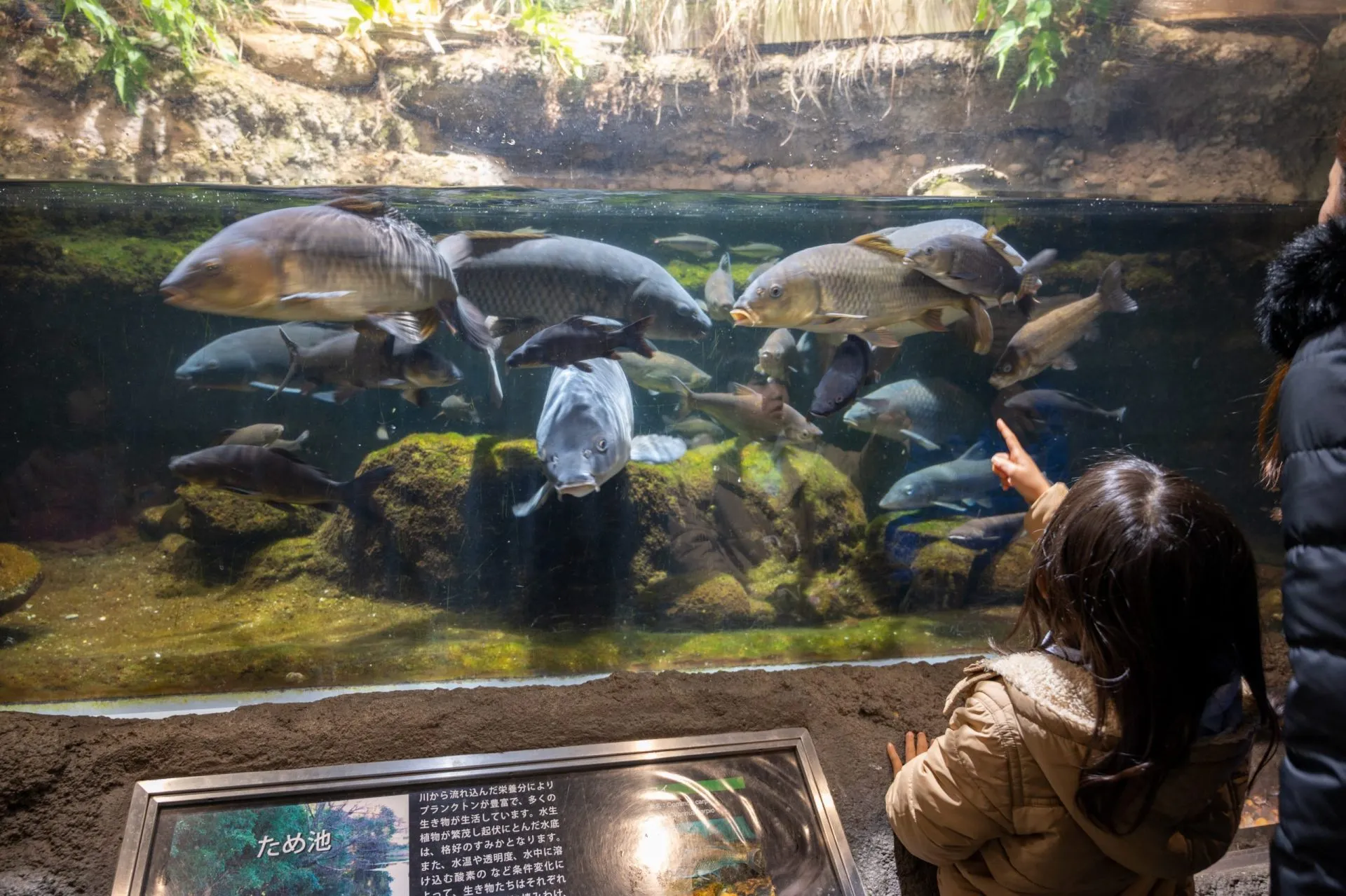 鴨川シーワールドの展示