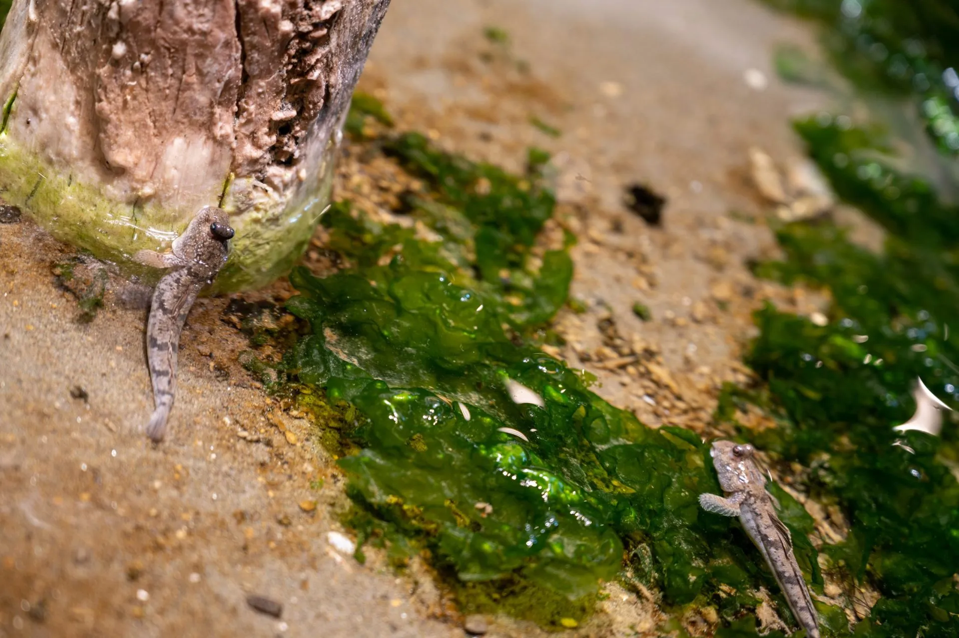 鴨川シーワールドの展示