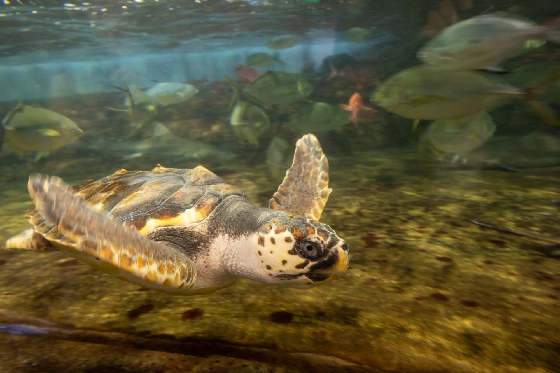 鴨川シーワールドの展示