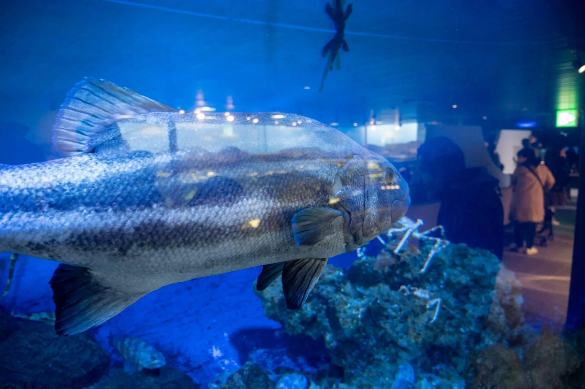 鴨川シーワールドの展示
