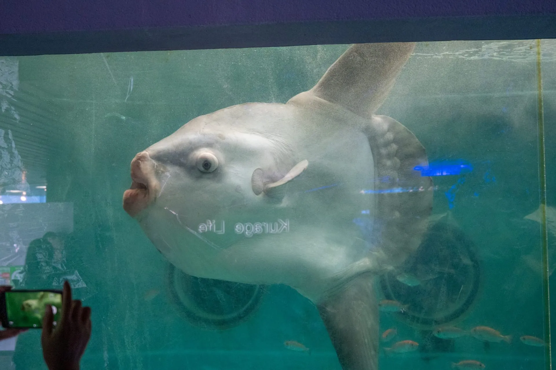 鴨川シーワールドの展示