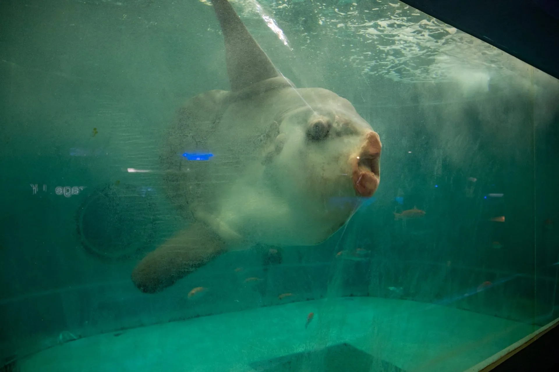 鴨川シーワールドの展示