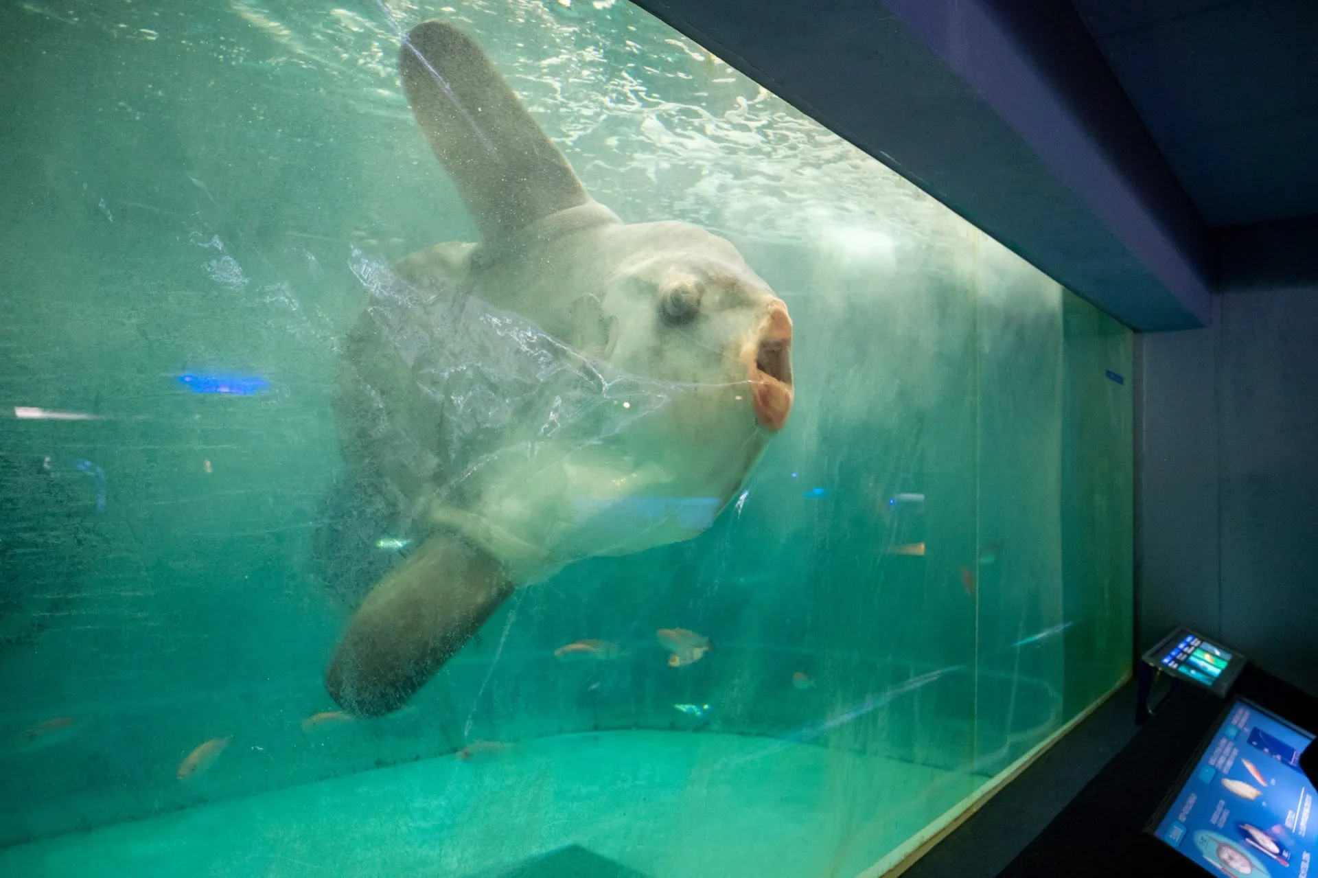 鴨川シーワールドの展示
