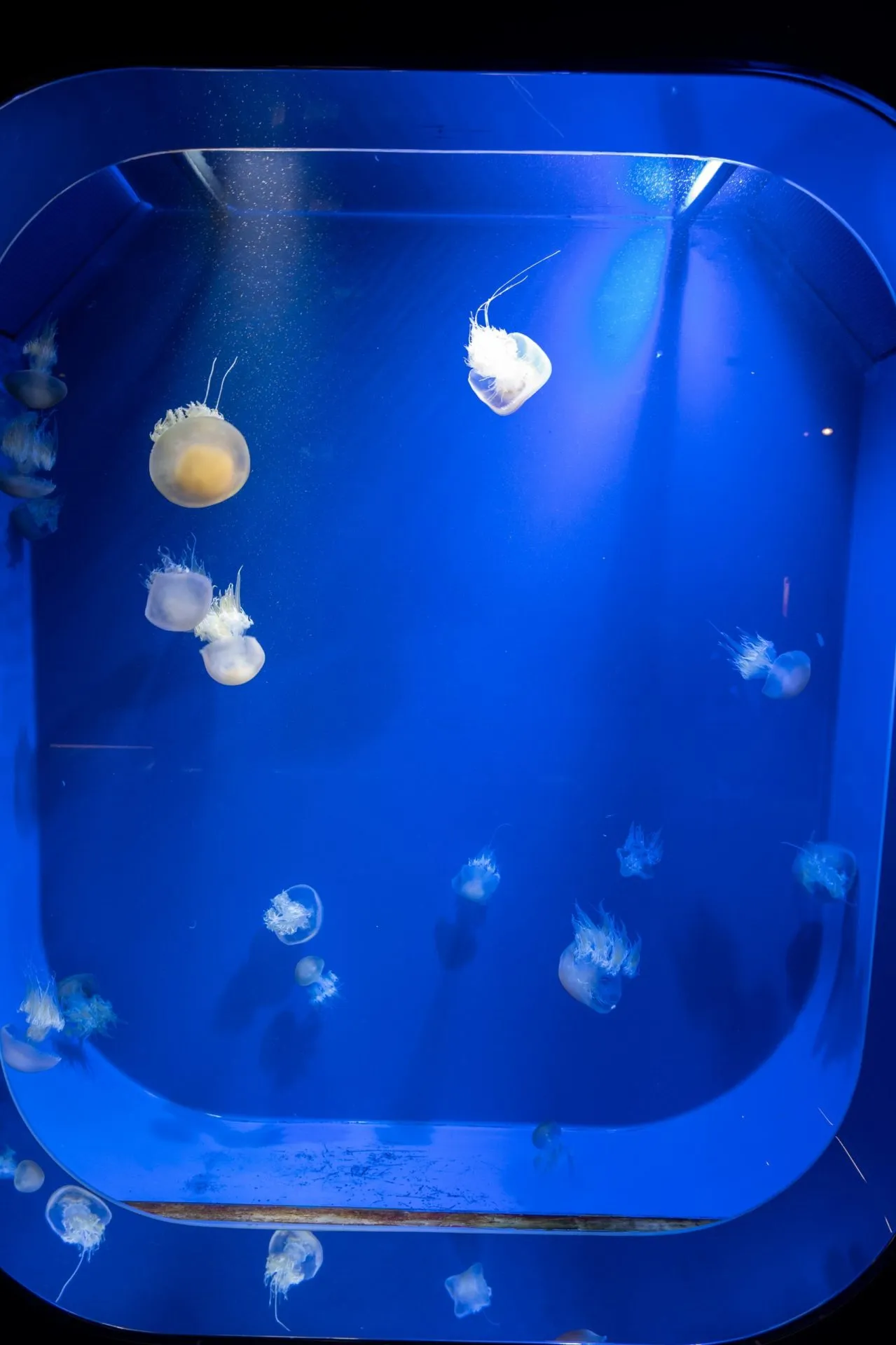 鴨川シーワールドの展示