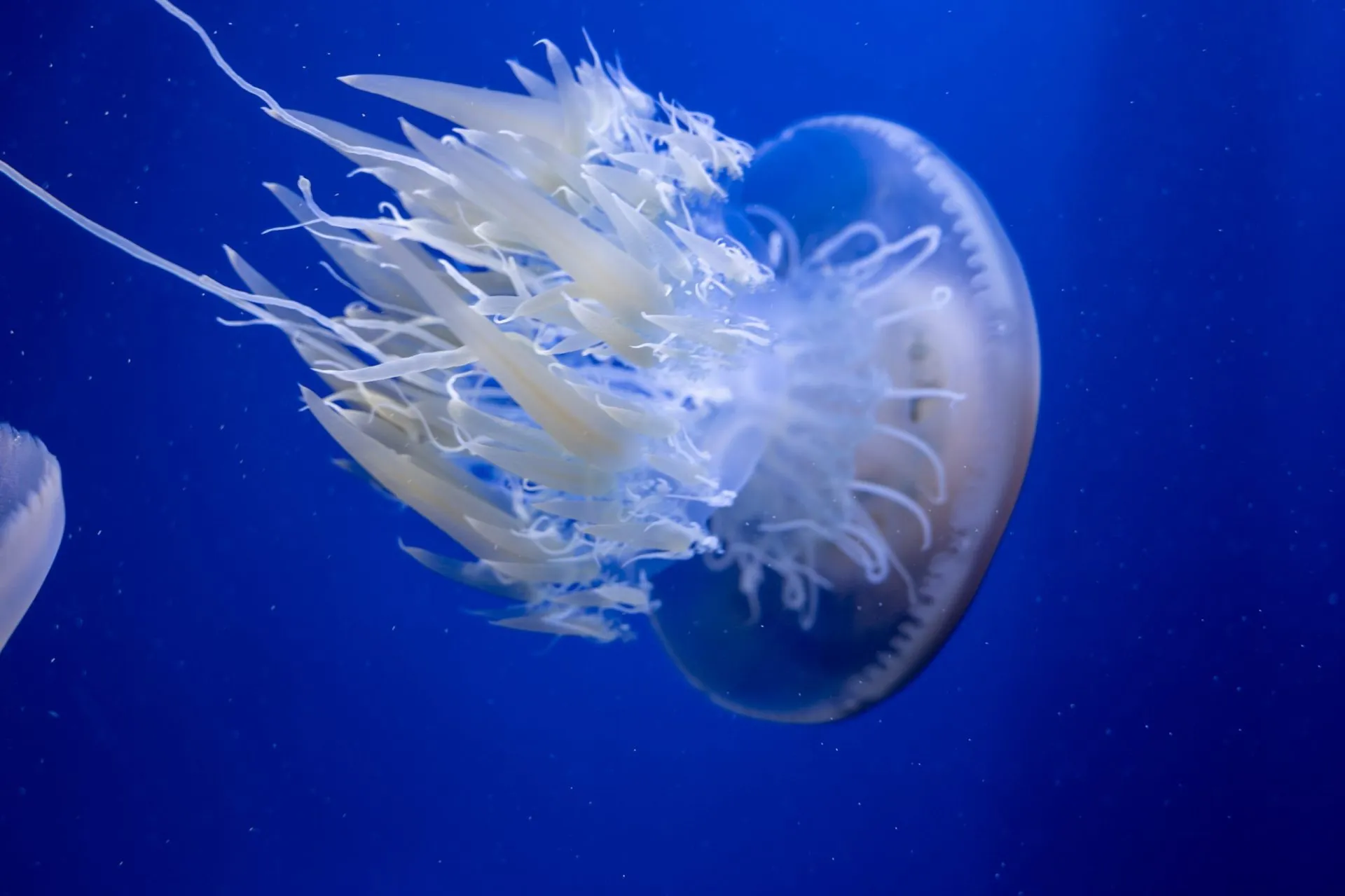 鴨川シーワールドの展示