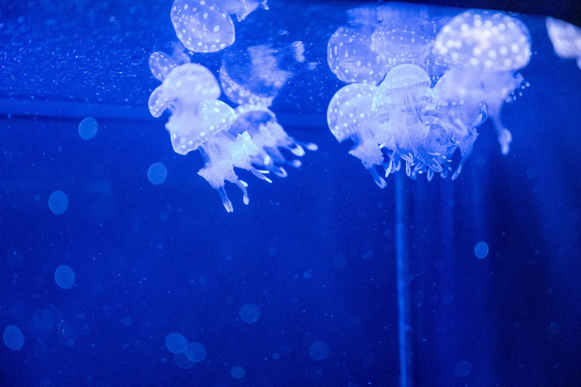 鴨川シーワールドの展示