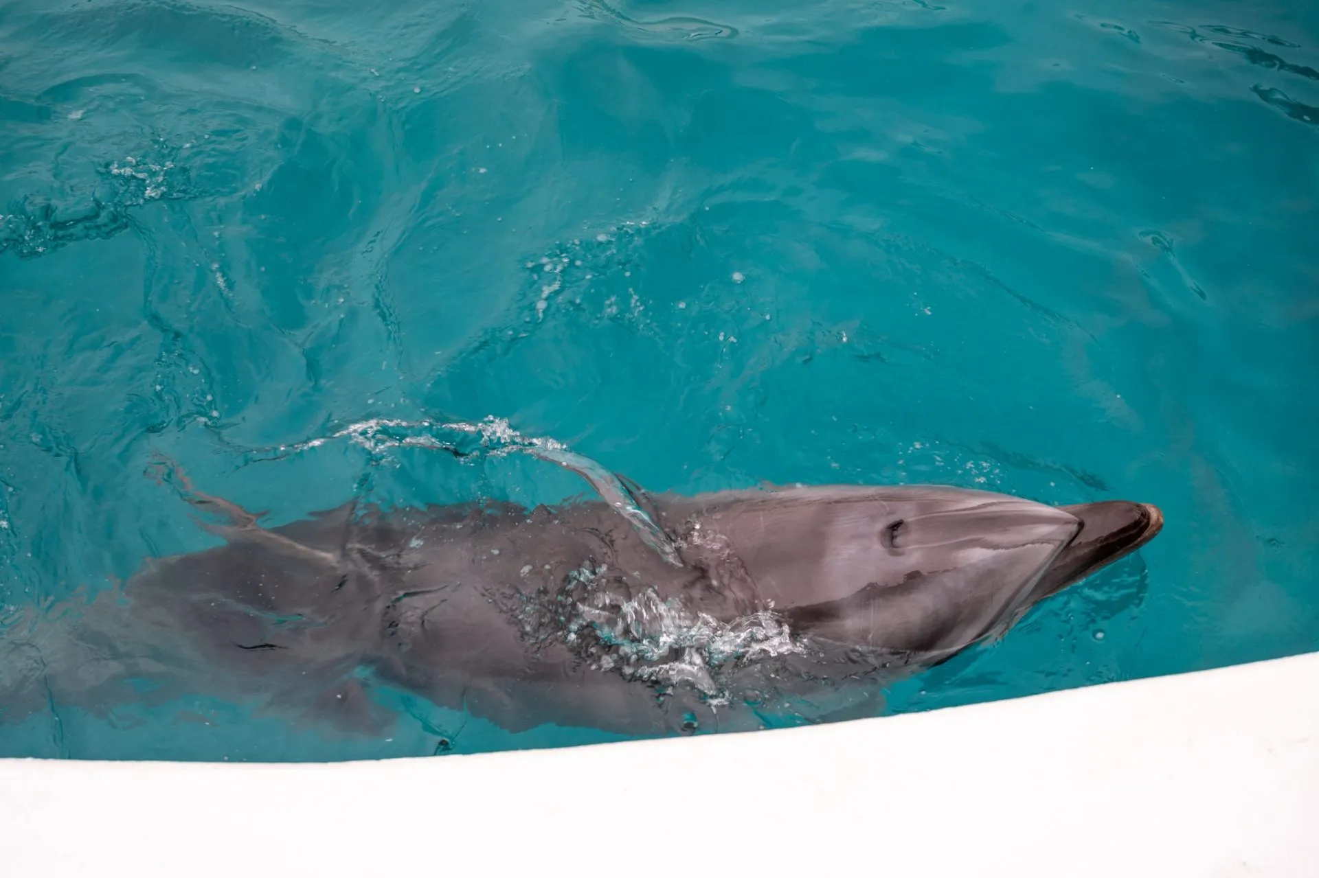 鴨川シーワールドの展示