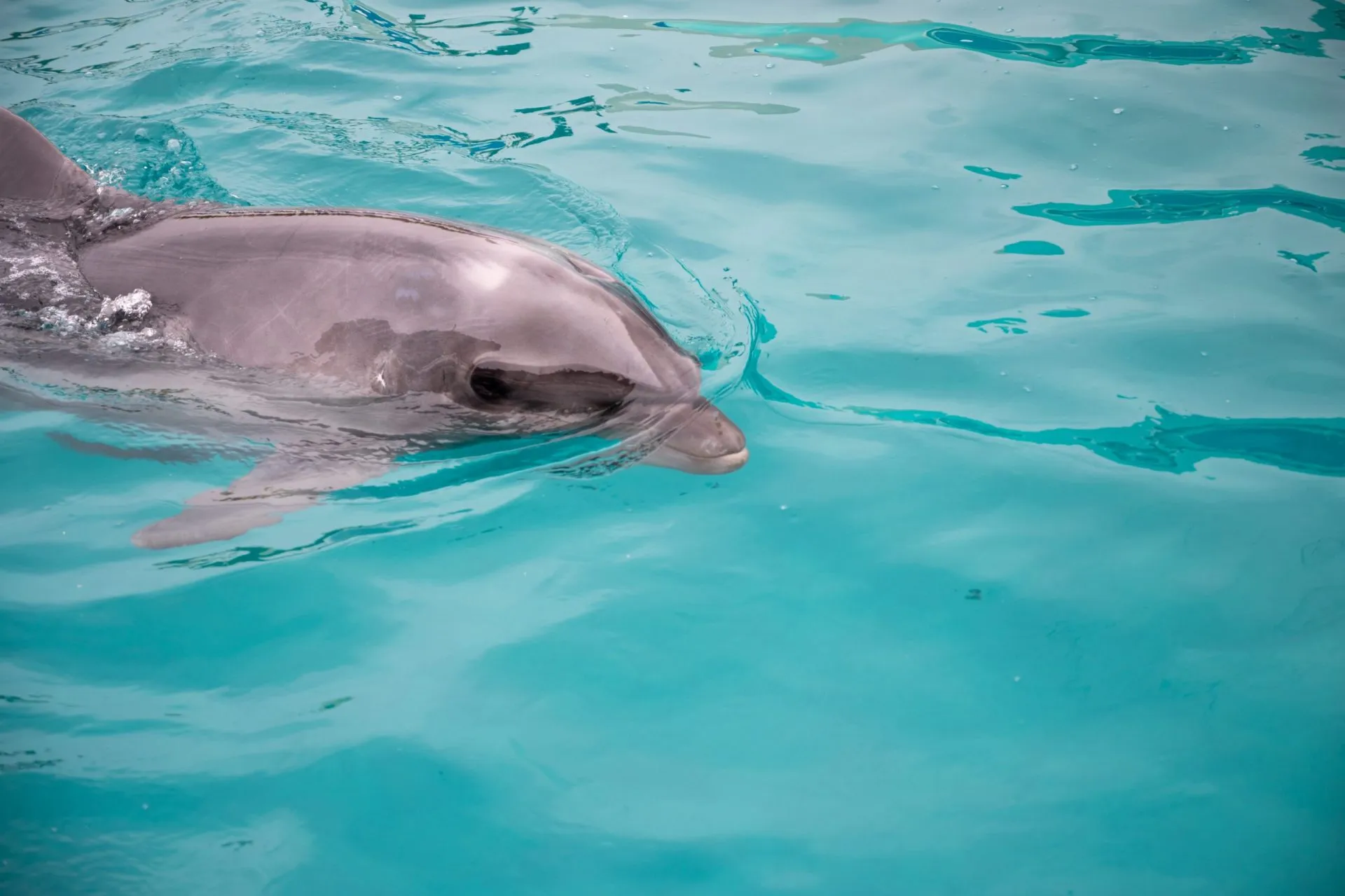 鴨川シーワールドの展示