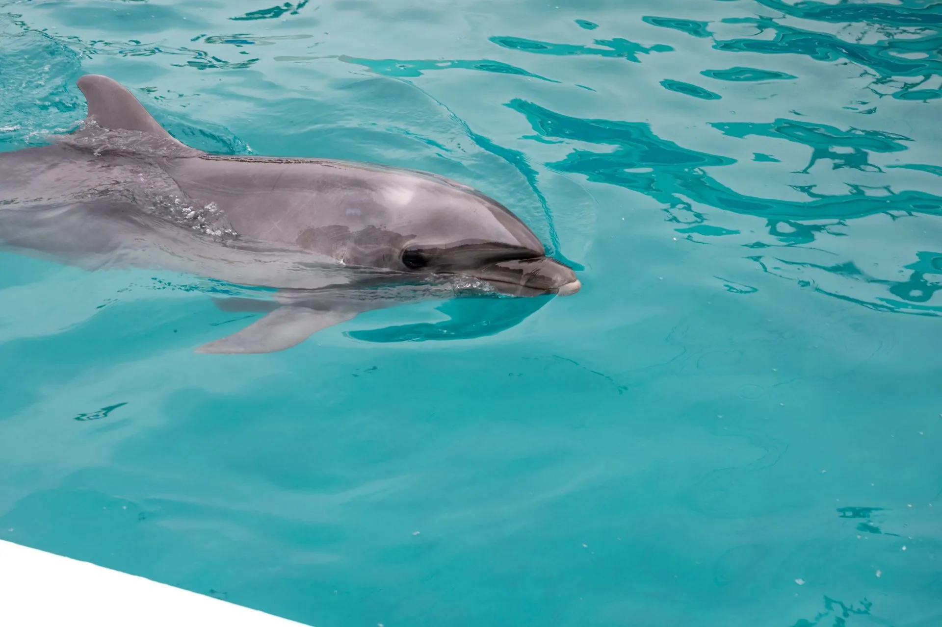 鴨川シーワールドの展示