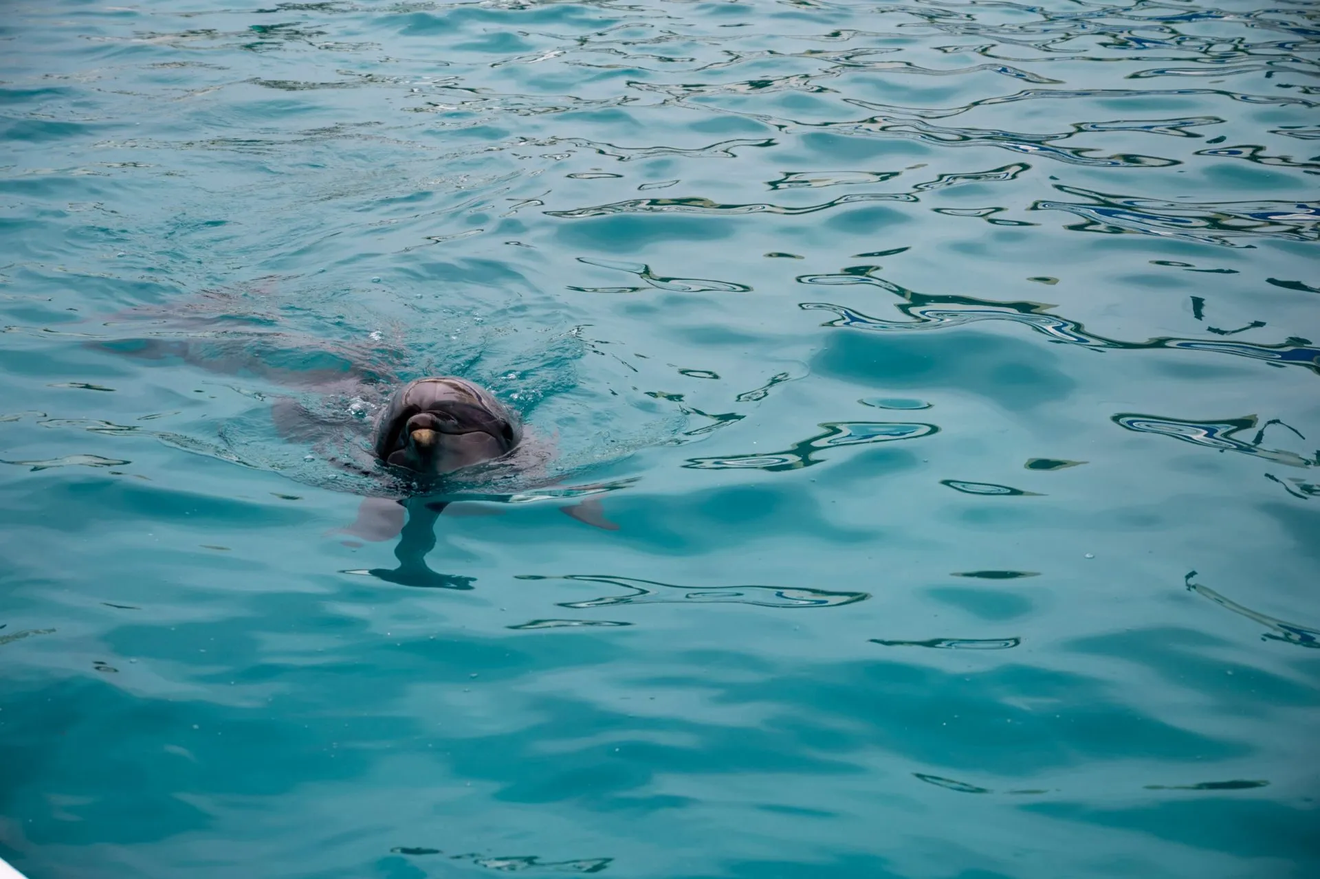 鴨川シーワールドの展示