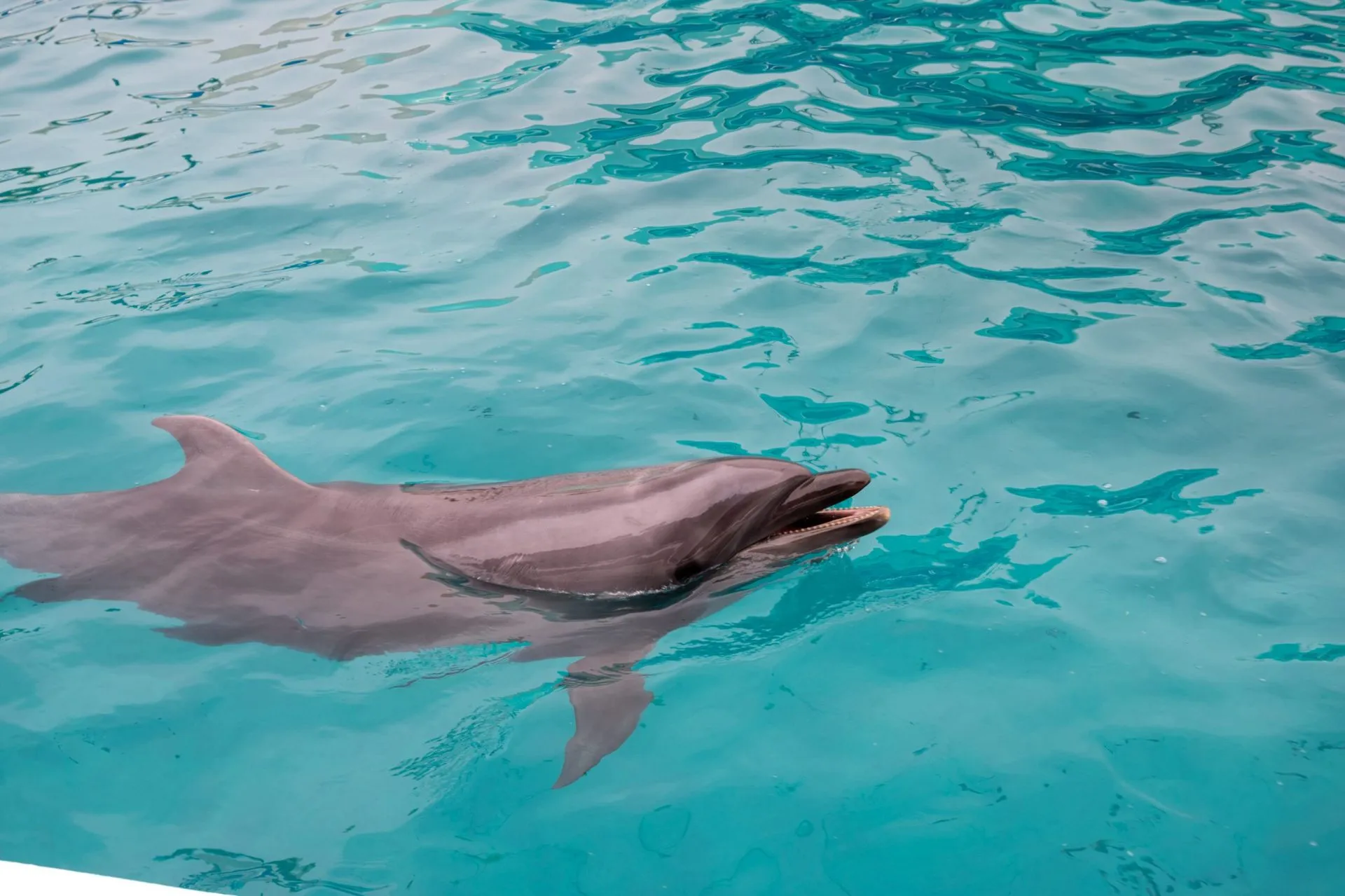 鴨川シーワールドの展示