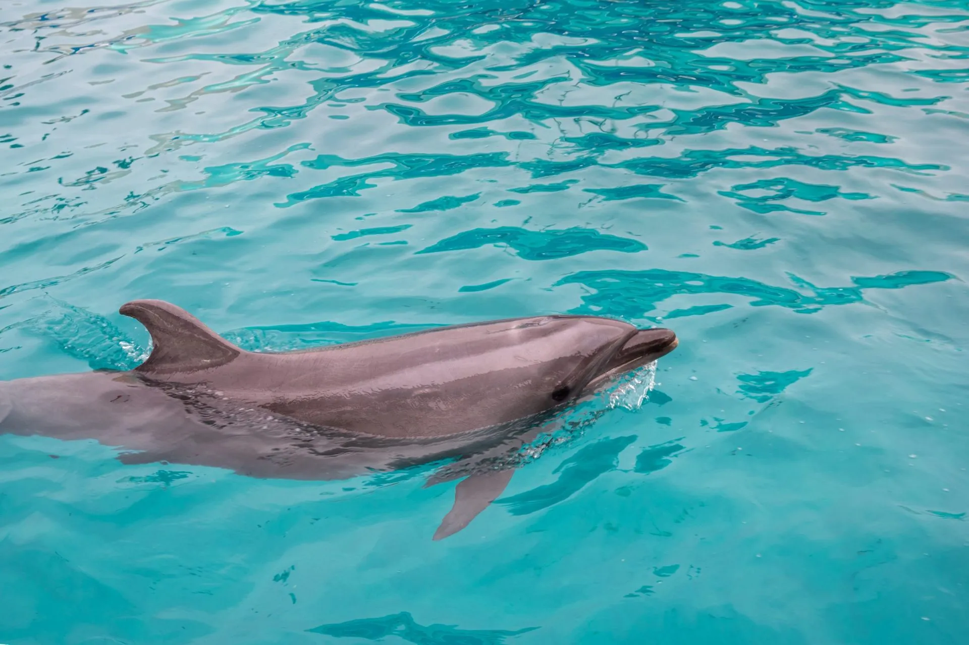 鴨川シーワールドの展示
