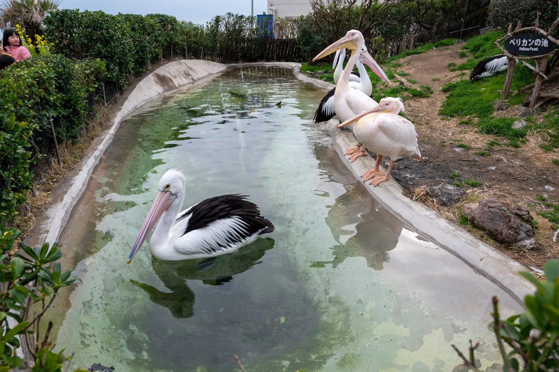 鴨川シーワールドの展示