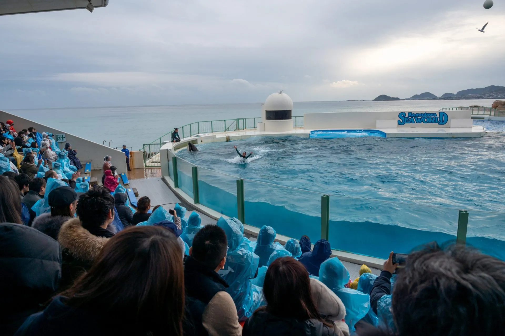 鴨川シーワールドの展示