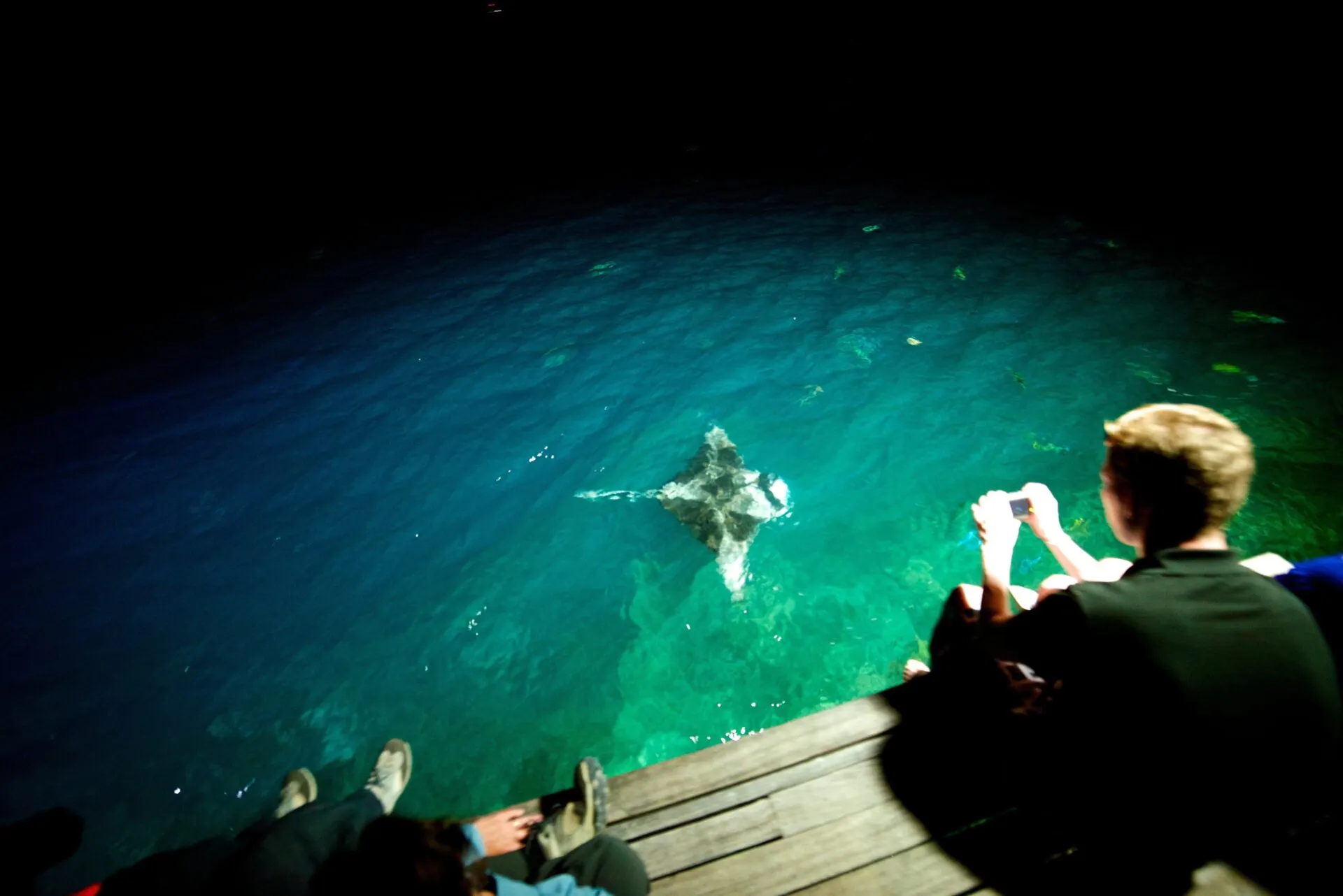 夜の岬に現れたマンタ