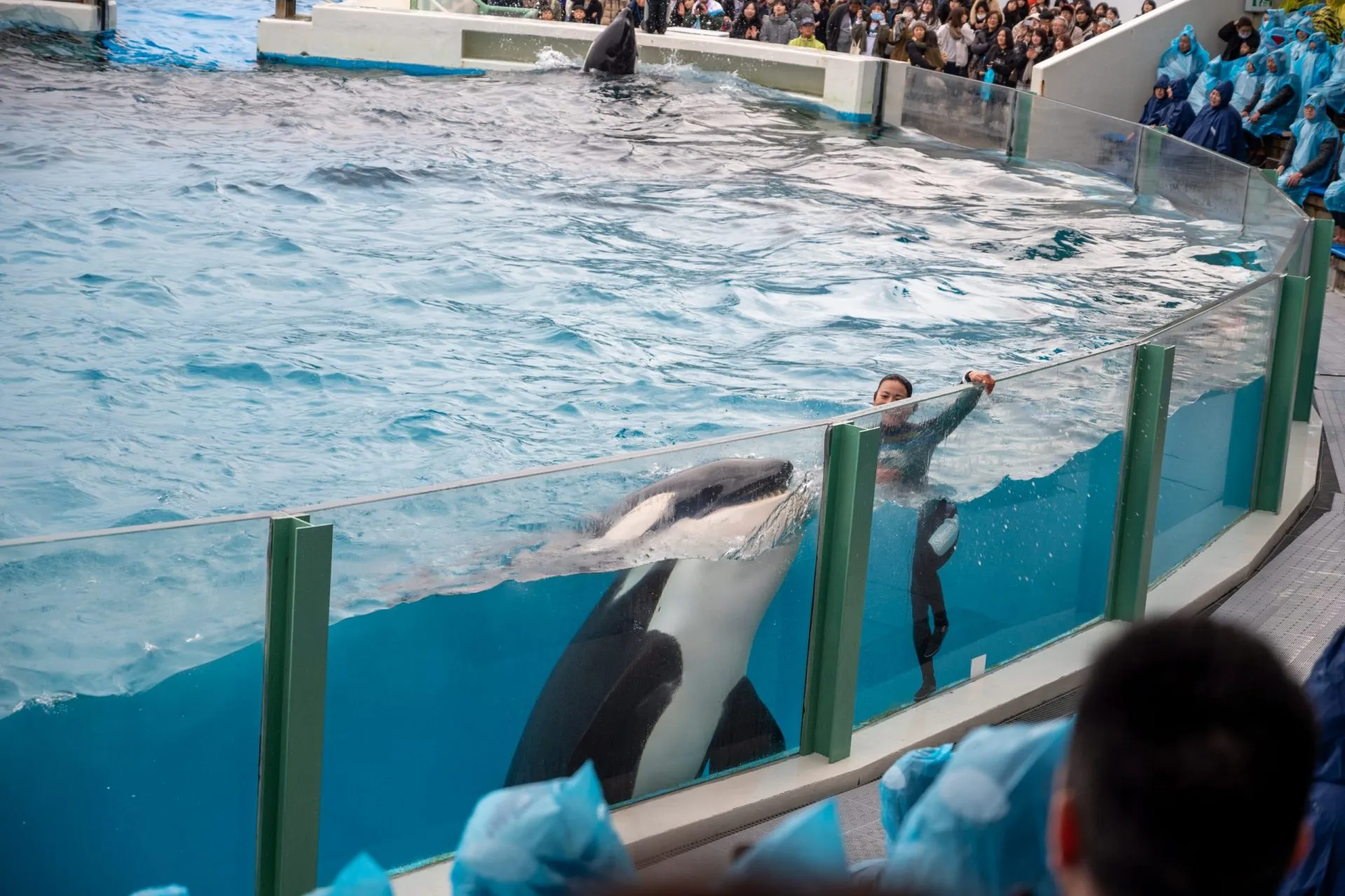 鴨川シーワールドの展示