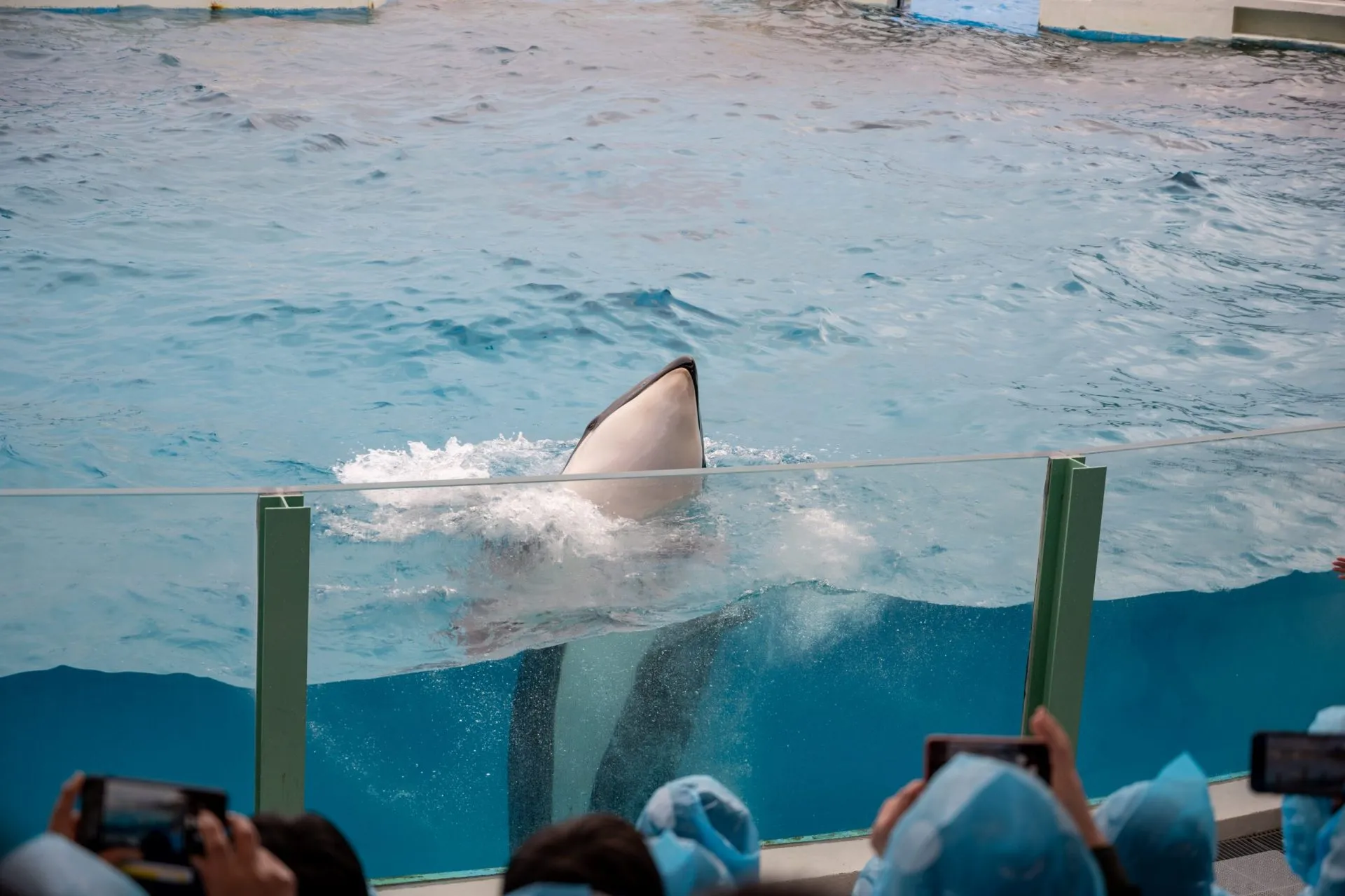 鴨川シーワールドの展示