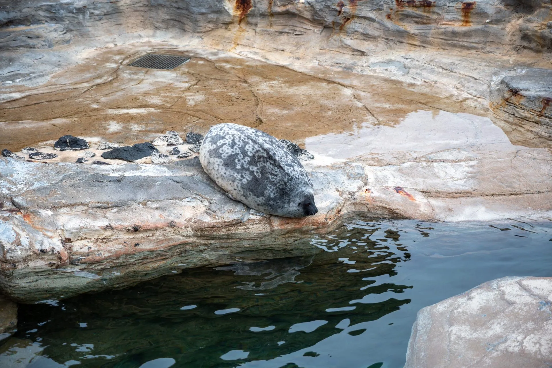 鴨川シーワールドの展示