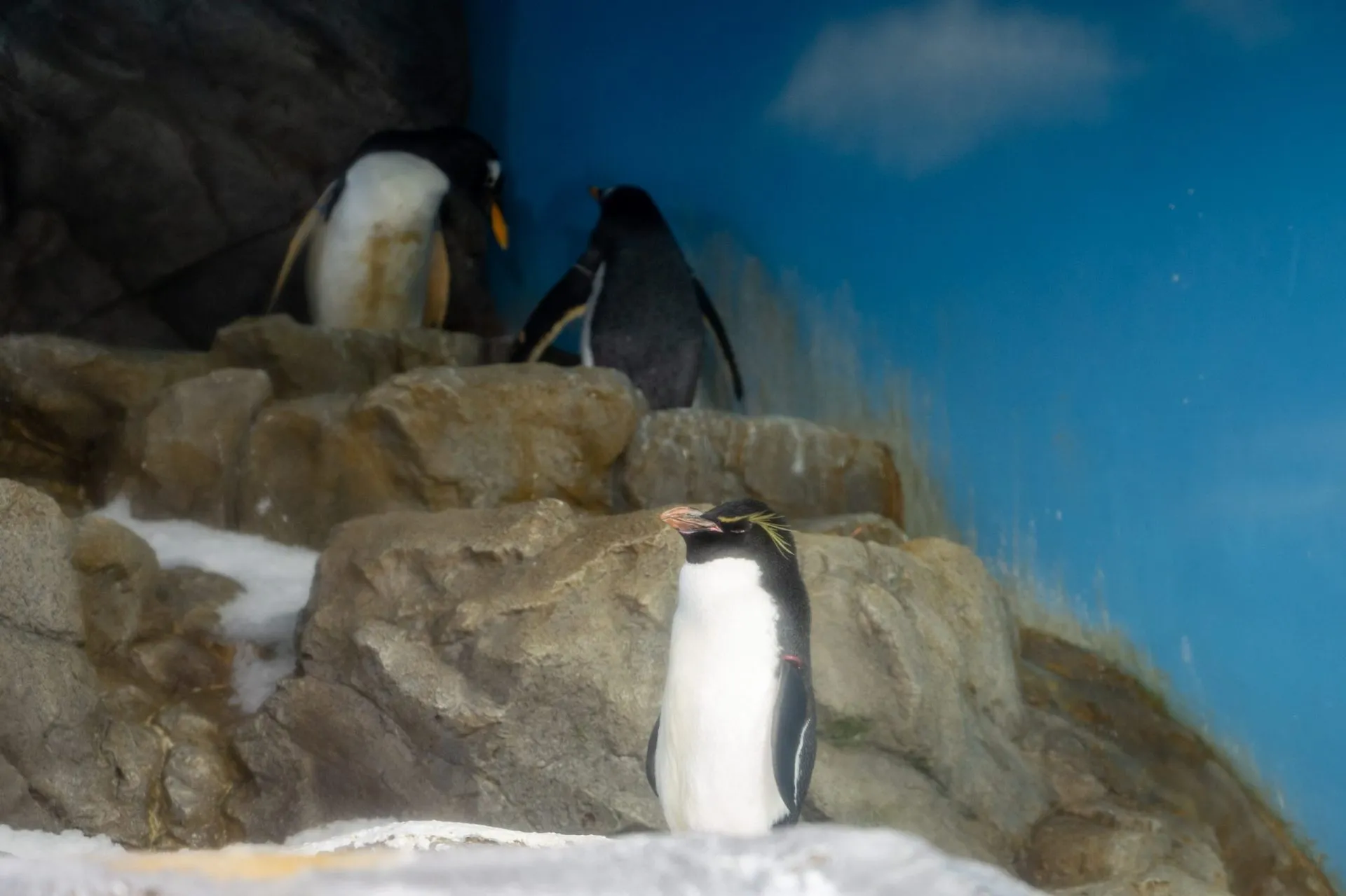 鴨川シーワールドの展示