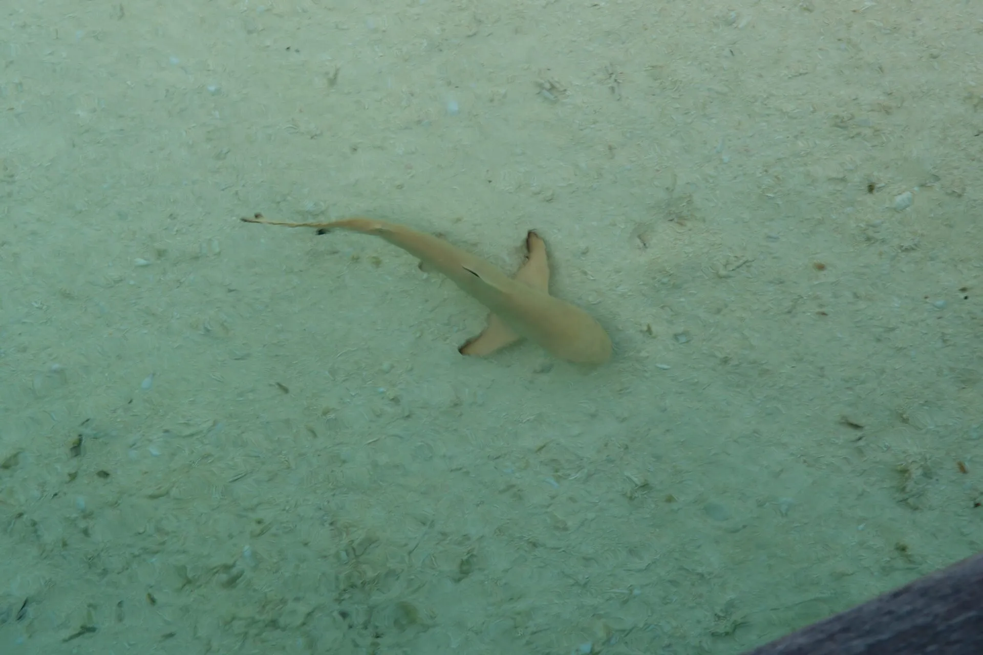 浅瀬を泳ぐサメ