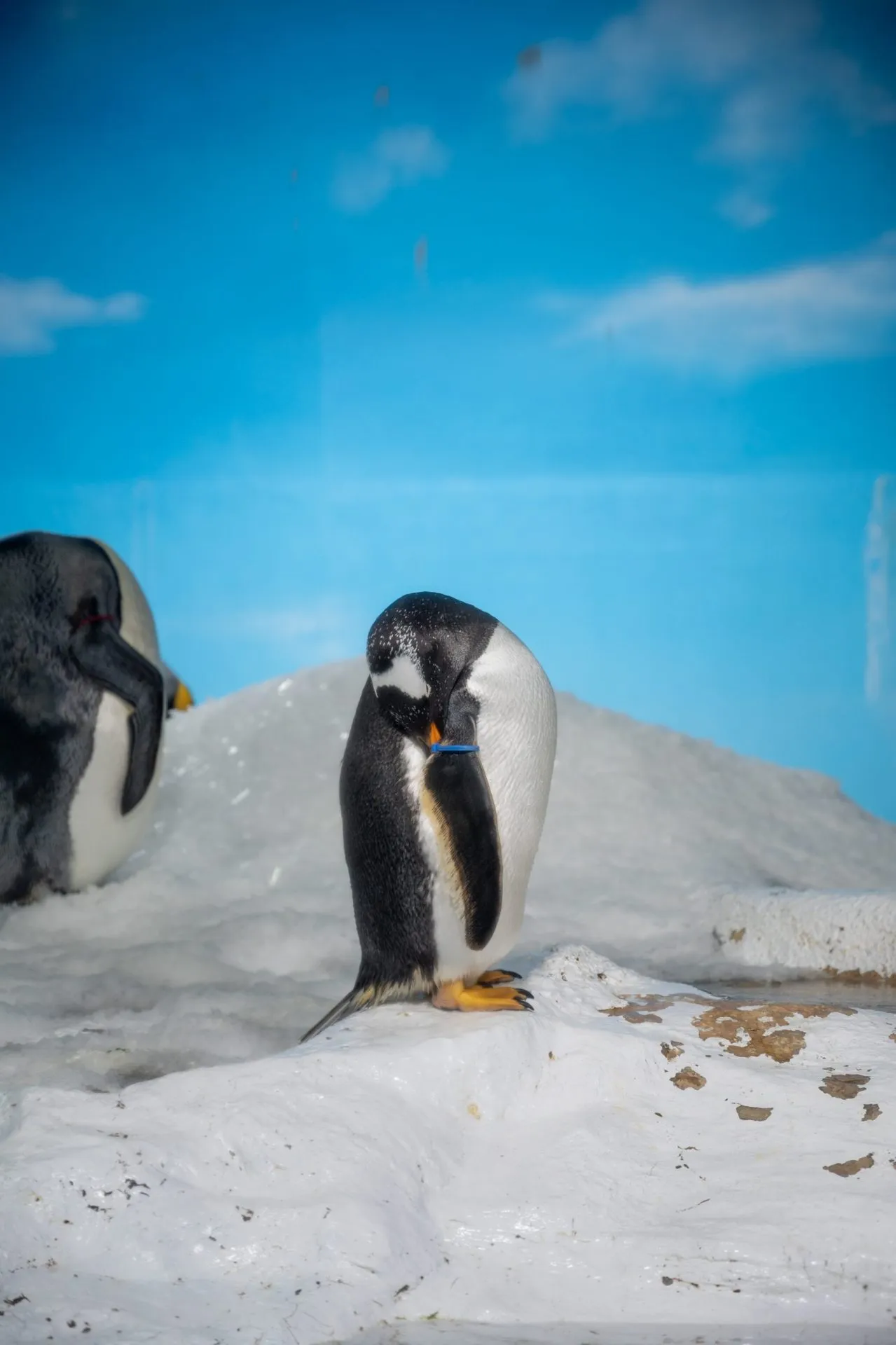 鴨川シーワールドの展示