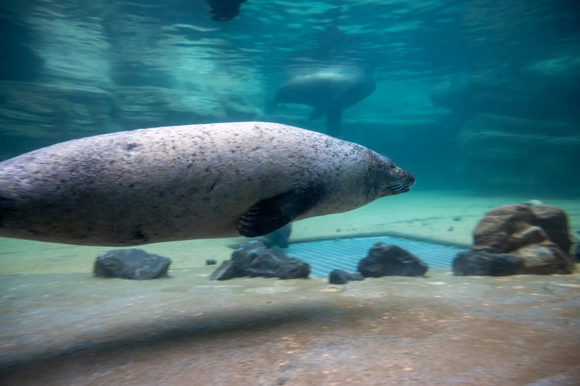 鴨川シーワールドの展示