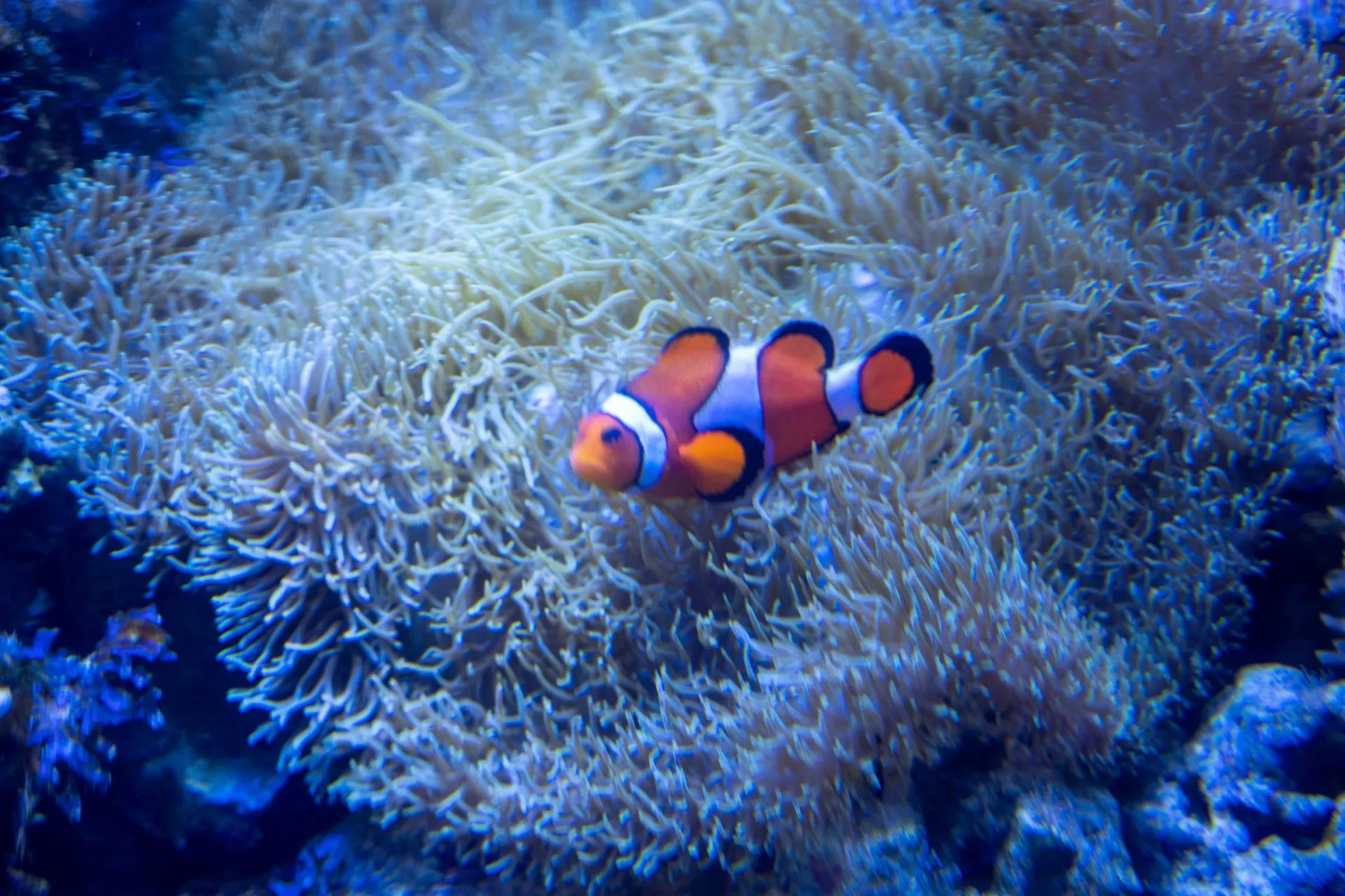 鴨川シーワールドの展示