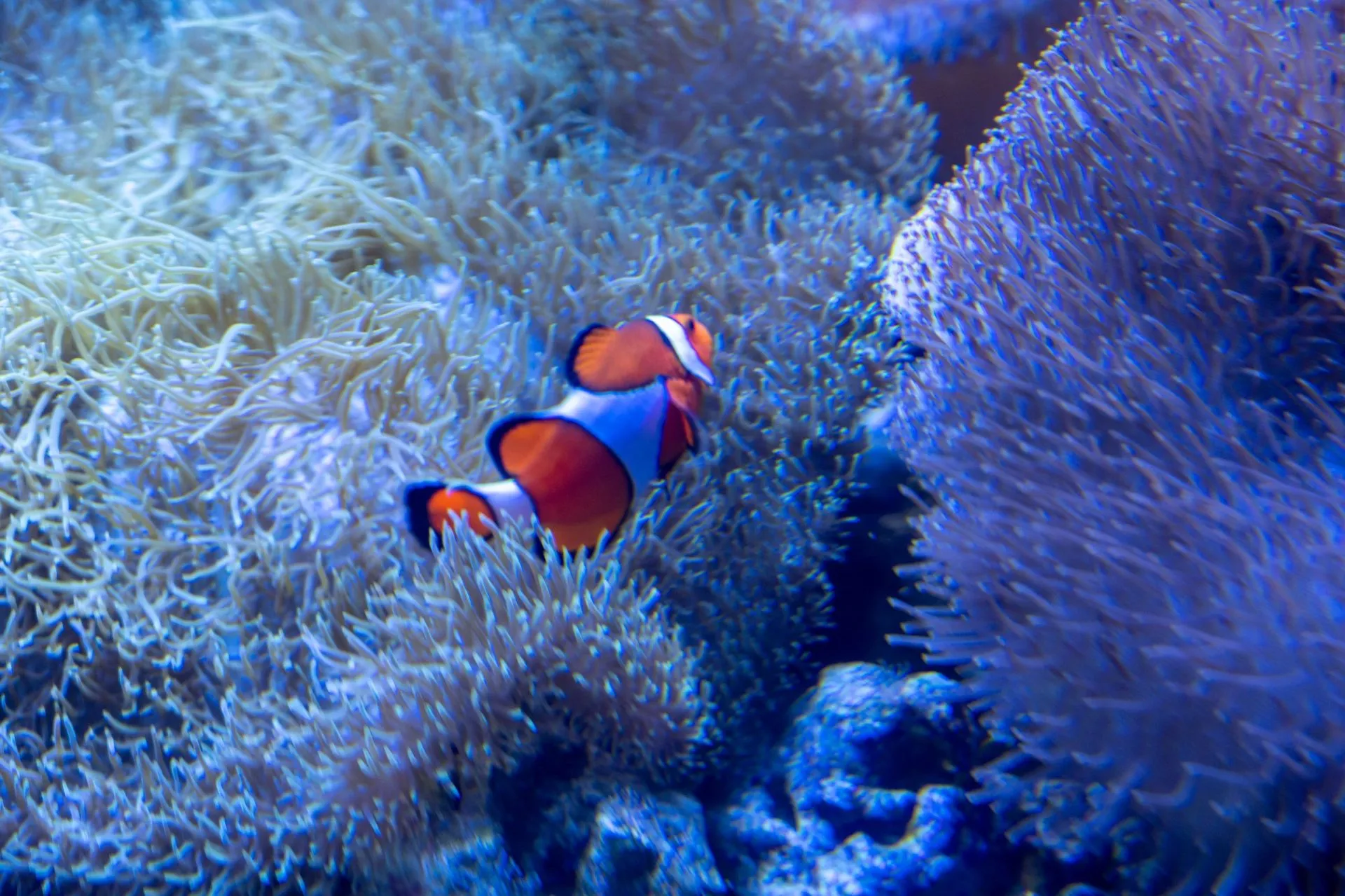 鴨川シーワールドの展示