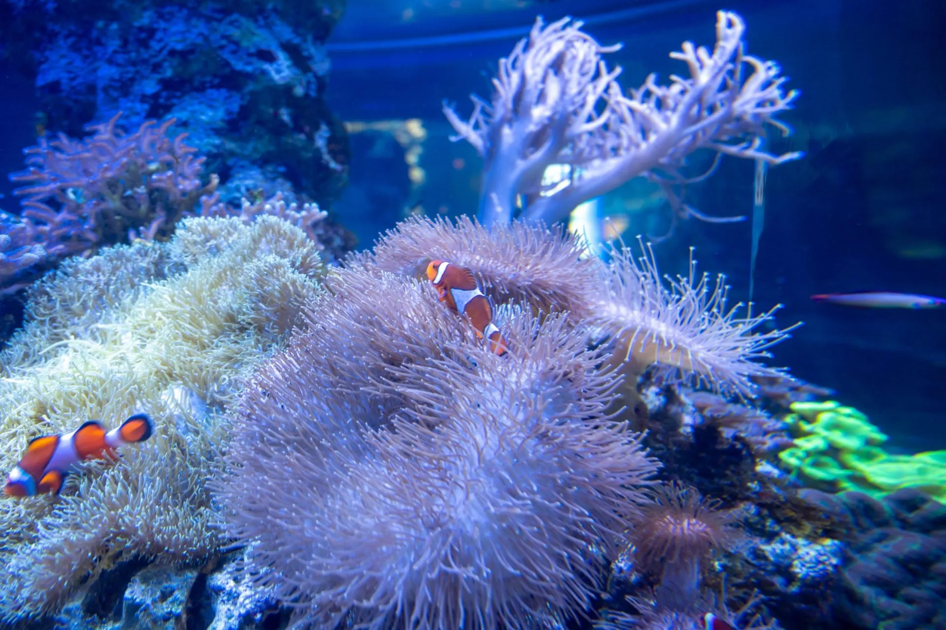 鴨川シーワールドの展示