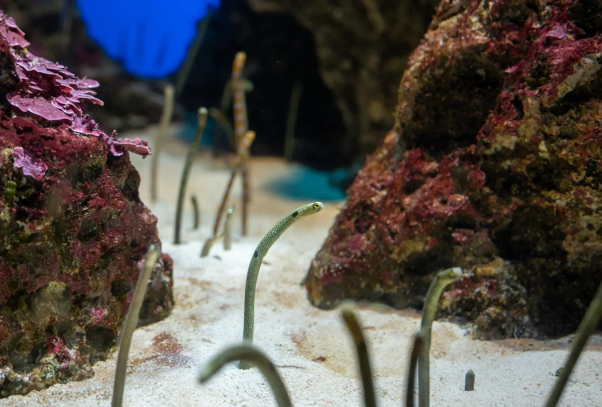 鴨川シーワールドの展示