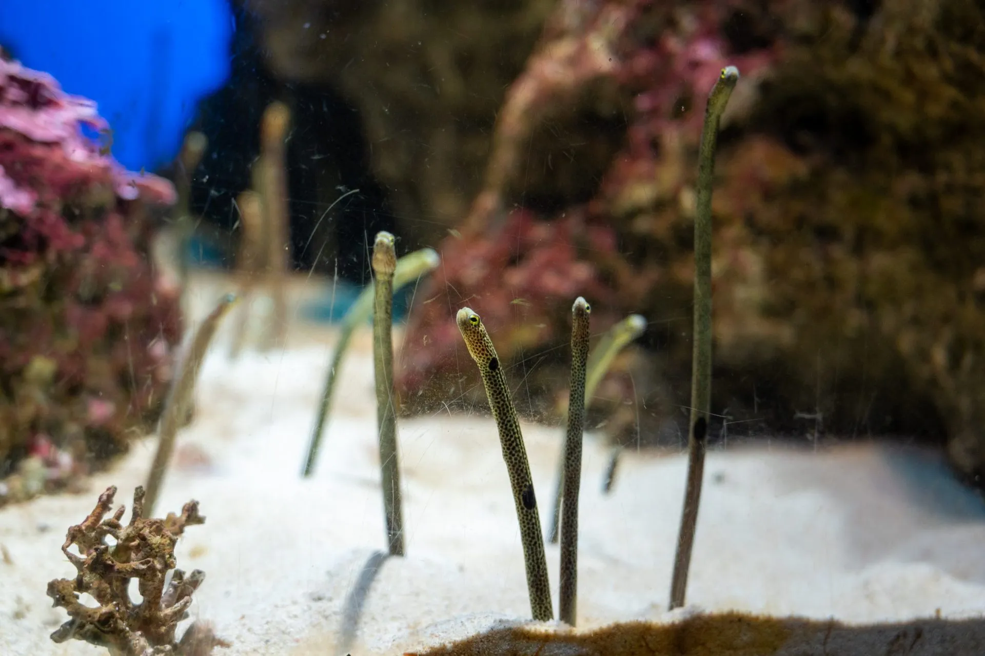 鴨川シーワールドの展示