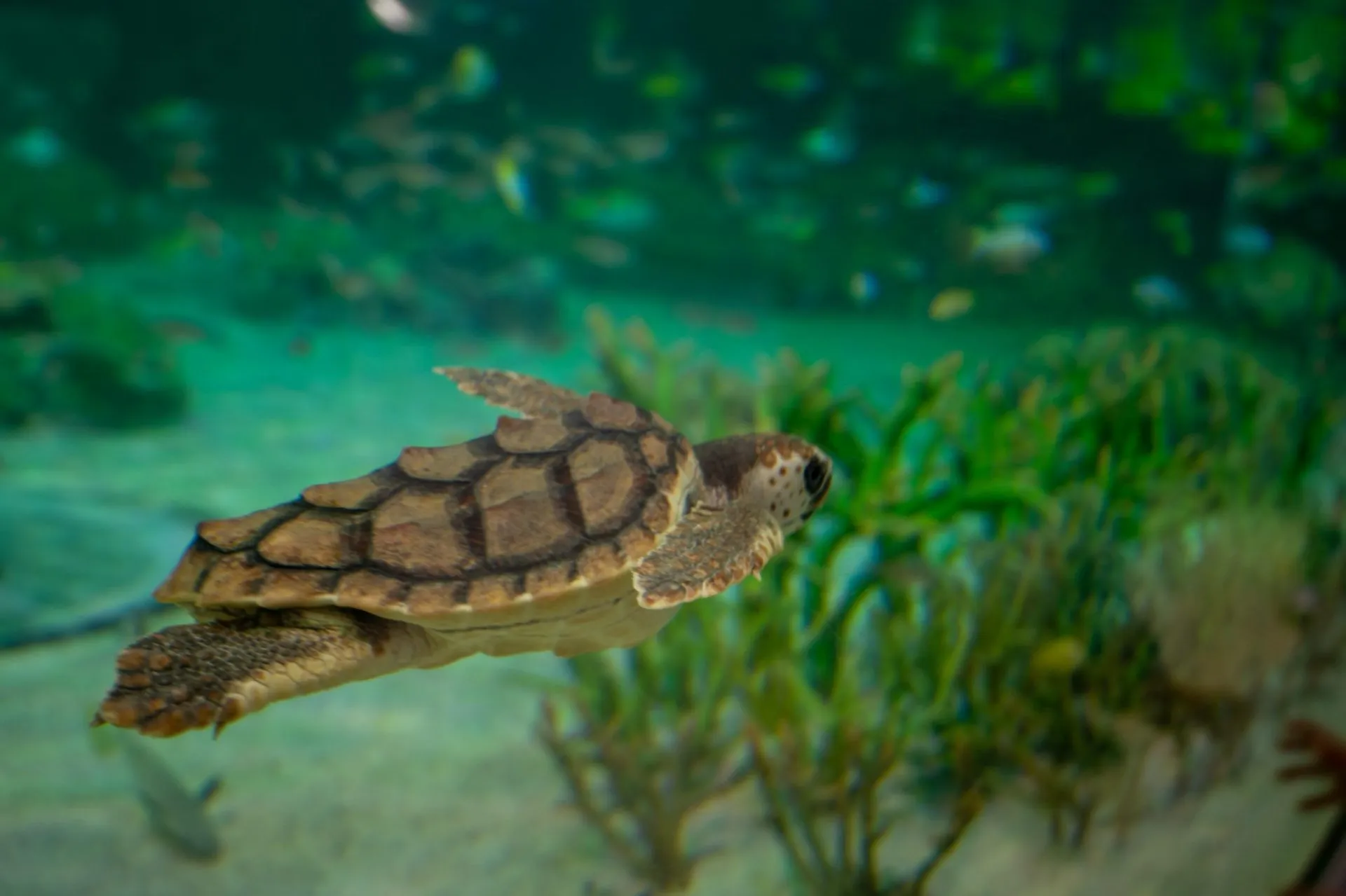 鴨川シーワールドの展示