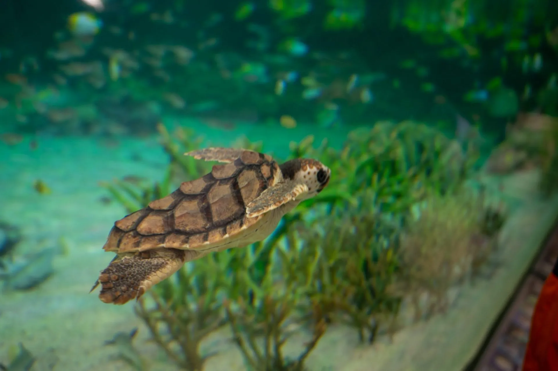 鴨川シーワールドの展示