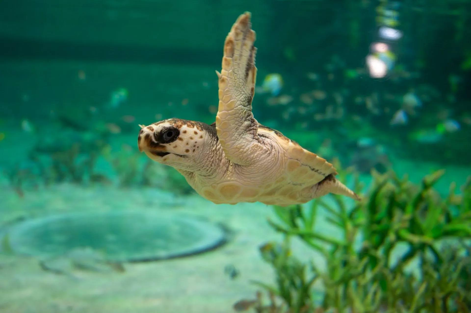 鴨川シーワールドの展示