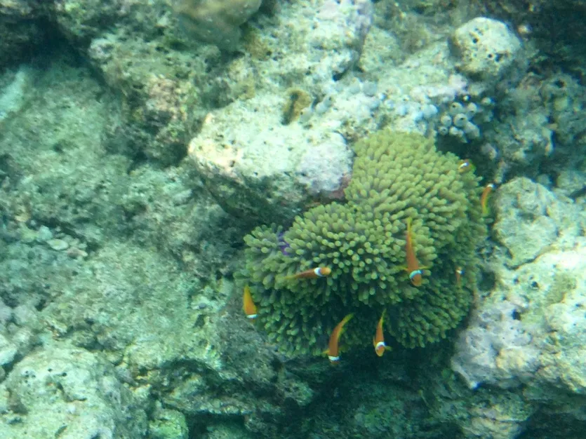 カクレクマノミ