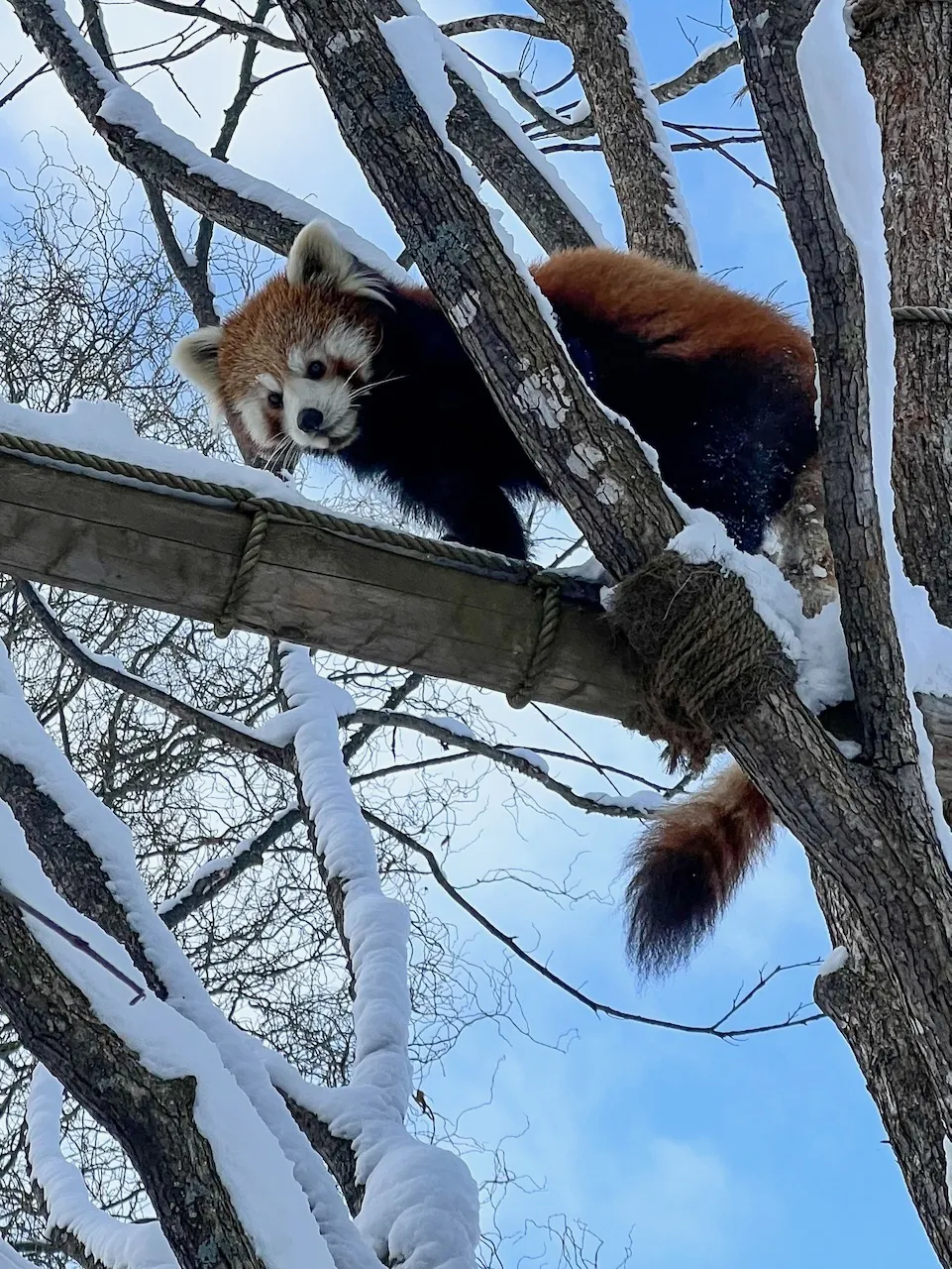 かわいい顔して気性が荒い動物