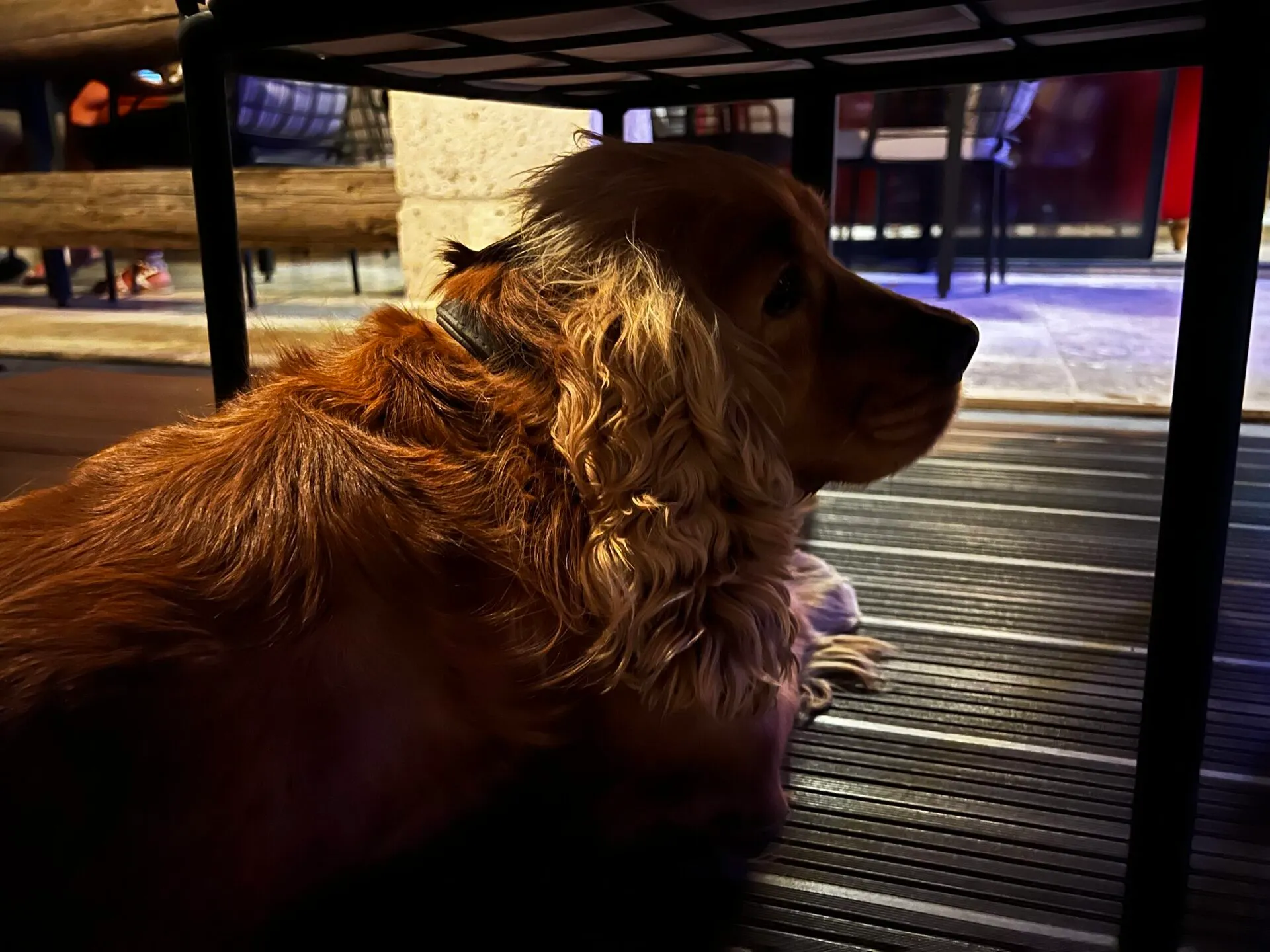 ホテルの人懐っこい犬