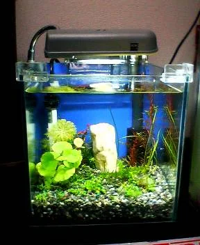 グッピーに赤ちゃんが5匹生まれた！！