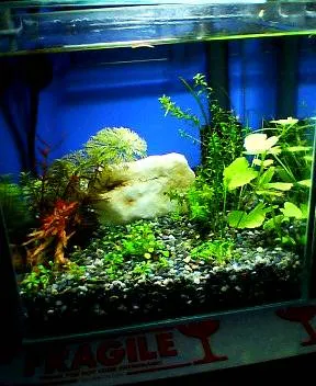 熱帯魚 7日目