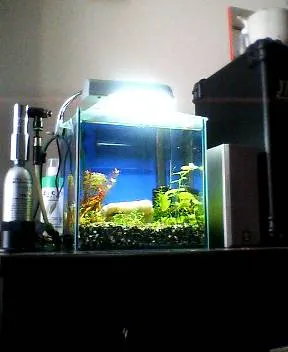 水草